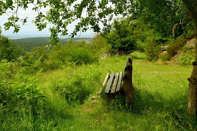 Haala