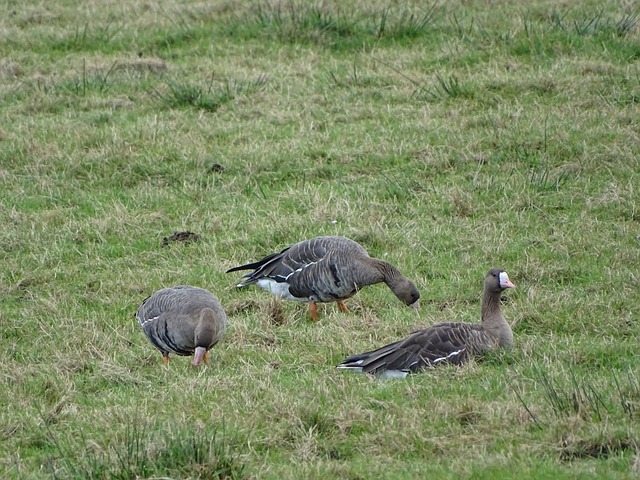 沙拿作为利 沙拿作为利