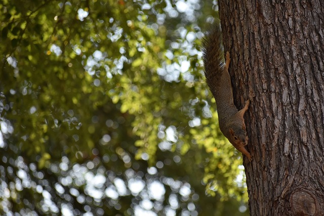 然意在增强 然意在增强